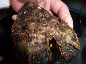 水槽の中のゾウリエビ