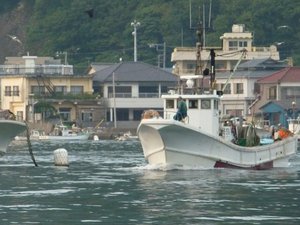 深海魚の水揚げ（駿河湾のトロール漁）