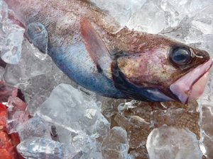 深海魚の水揚げ（駿河湾のトロール漁）