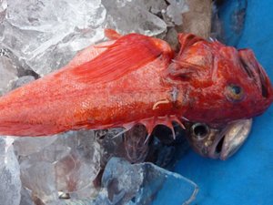 深海魚の水揚げ（駿河湾のトロール漁）