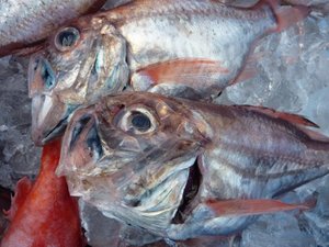 深海魚の水揚げ（駿河湾のトロール漁）
