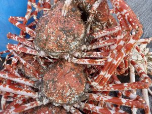 高足ガニ大漁（駿河湾のトロール漁）