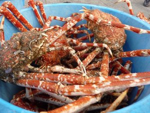 高足ガニ大漁（駿河湾のトロール漁）
