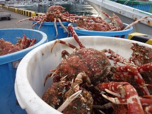 高足ガニ大漁（駿河湾のトロール漁）