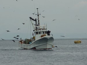 深海魚の水揚げ（駿河湾のトロール漁）