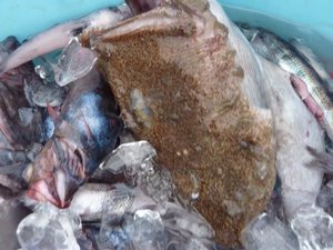 深海魚の水揚げ（駿河湾のトロール漁）