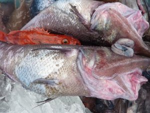 深海魚の水揚げ（駿河湾のトロール漁）
