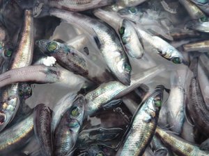 深海魚の水揚げ（駿河湾のトロール漁）
