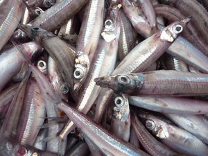 深海魚の水揚げ（駿河湾のトロール漁）