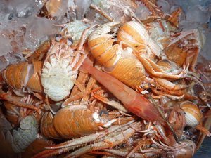 今日の高足ガニ漁（駿河湾のトロール漁）