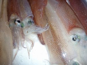 朝獲り活ヤリイカ（戸田港）