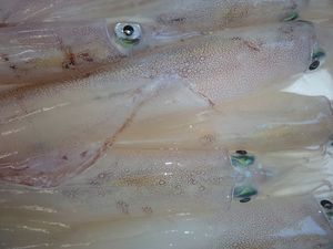 戸田沖のヤリイカ