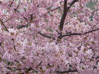 桃の花が満開です。（戸田）