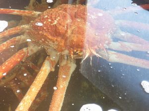 ジャンボ高足ガニ（戸田トロール船の水揚げ）