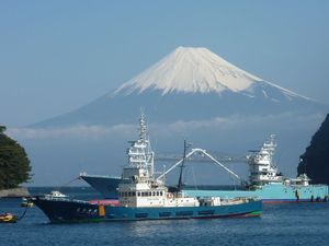 今日の富士山（戸田港）