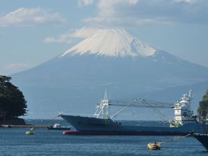 今日の富士山（戸田港）