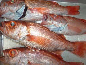 釣りの赤むつ（ノドクロ）