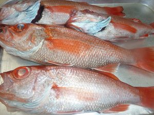 釣りの赤むつ（ノドクロ）