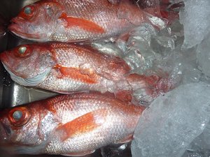 朝獲り赤むつ（戸田）