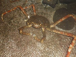 水槽の中のタカアシガニ（タカアシガニ日記）