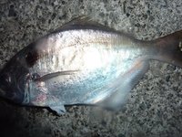 岸壁のエボダイ釣り（戸田港）
