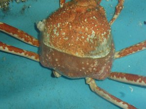 タカアシガニの脱皮（タカアシガニ日記）