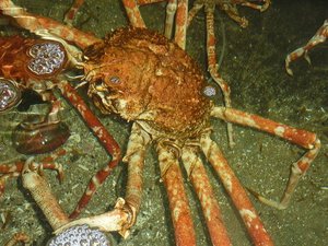 タカアシガニの脱皮（タカアシガニ日記）