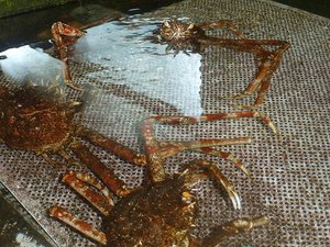 今日のタカアシガニの水槽（タカアシガニ日記）