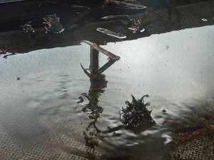 今日のタカアシガニの水槽（タカアシガニ日記）