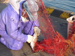 今日のこざらし網で獲れた魚（戸田港）