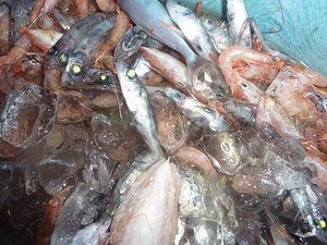 トロール船で獲れた深海魚（戸田港）