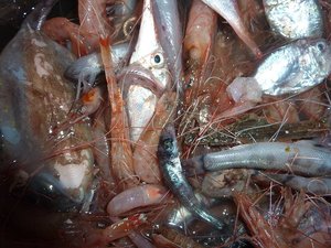 トロール船で獲れた深海魚（戸田港）