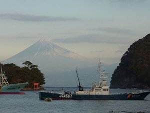 今日の富士山（戸田港）