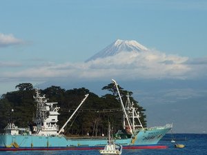 今日の富士山（戸田港）
