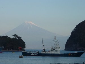 今日の富士山（戸田港）
