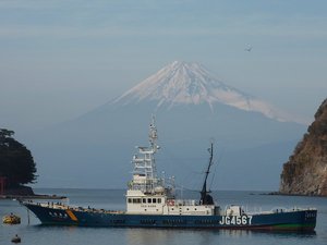 今日の富士山（戸田港）