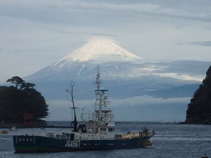 今日の富士山（戸田港）