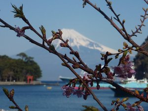 今日の富士山(戸田港）