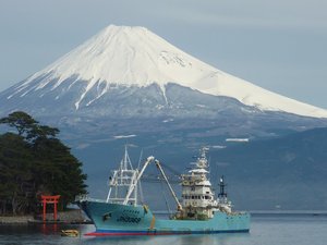 今日の富士山（戸田港）