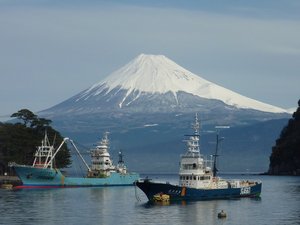 今日の富士山（戸田港）