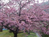 桃の花が満開です。（戸田）