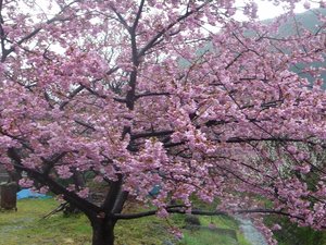 桃の花が満開です。（戸田）