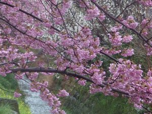桃の花が満開です。（戸田）