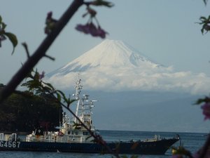 今日の富士山（戸田港）