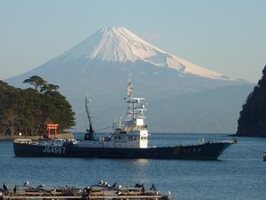今日の富士山（戸田港）