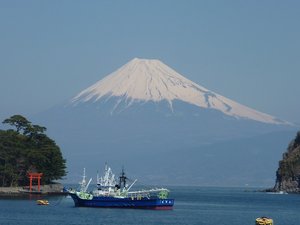 今日の富士山（戸田港）