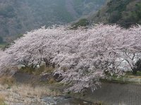 戸田の桜が見ごろです。