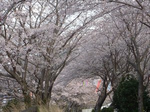 戸田の桜が見ごろです