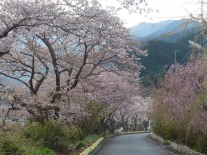 戸田の桜が見ごろです