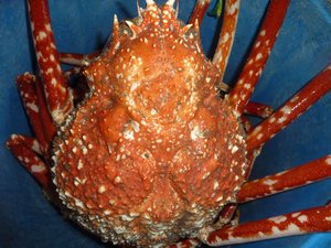 １２キロの高足ガニです。（駿河湾のトロール漁）